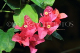 UK, Warwickshire, STRATFORD-UPON-AVON, Butterfly House, Bougainvillea flowers, UK25637JPL