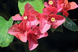 UK, Warwickshire, STRATFORD-UPON-AVON, Butterfly House, Bougainvillea flowers, UK25639JPL