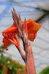 UK, Warwickshire, STRATFORD-UPON-AVON, Butterfly House, Canna flowers, UK25700JPL