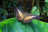 UK, Warwickshire, STRATFORD-UPON-AVON, Butterfly House, Clipper Butterfly, UK25655JPL