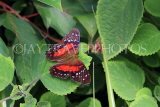 UK, Warwickshire, STRATFORD-UPON-AVON, Butterfly House, Coolie (Scarlet Peacock) Butterfly, UK25650JPL