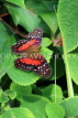 UK, Warwickshire, STRATFORD-UPON-AVON, Butterfly House, Coolie (Scarlet Peacock) Butterfly, UK25651JPL