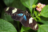 UK, Warwickshire, STRATFORD-UPON-AVON, Butterfly House, Doris Longwing Buttefly, UK22301JPL