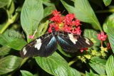 UK, Warwickshire, STRATFORD-UPON-AVON, Butterfly House, Doris Longwing Buttefly, UK22302JPL