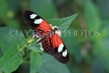 UK, Warwickshire, STRATFORD-UPON-AVON, Butterfly House, Doris Longwing butterfly, UK25661JPL
