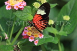 UK, Warwickshire, STRATFORD-UPON-AVON, Butterfly House, Doris Longwing butterfly, UK25662JPL