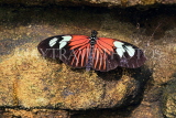 UK, Warwickshire, STRATFORD-UPON-AVON, Butterfly House, Doris Longwing butterfly, UK25664JPL