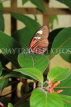 UK, Warwickshire, STRATFORD-UPON-AVON, Butterfly House, Doris Longwing butterfly, UK25670JPL