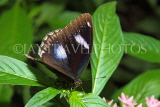 UK, Warwickshire, STRATFORD-UPON-AVON, Butterfly House, Eggfly Buttefly, UK22300JPL