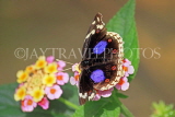 UK, Warwickshire, STRATFORD-UPON-AVON, Butterfly House, Eggfly Buttefly, UK25635JPL