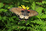 UK, Warwickshire, STRATFORD-UPON-AVON, Butterfly House, Great Mormon butterfly, UK25666JPL