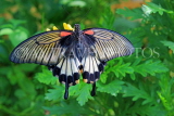 UK, Warwickshire, STRATFORD-UPON-AVON, Butterfly House, Great Mormon butterfly, UK25668JPL