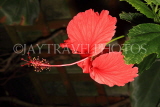 UK, Warwickshire, STRATFORD-UPON-AVON, Butterfly House, Hibiscus flower, UK25648JPL