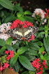 UK, Warwickshire, STRATFORD-UPON-AVON, Butterfly House, Lime (Lemon) Buttefly, UK22298JPL