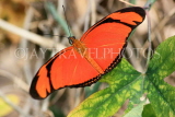 UK, Warwickshire, STRATFORD-UPON-AVON, Butterfly House, Longwing butterfly, UK25659JPL