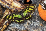 UK, Warwickshire, STRATFORD-UPON-AVON, Butterfly House, Malachite butterfly, UK25677JPL