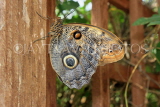 UK, Warwickshire, STRATFORD-UPON-AVON, Butterfly House, Morpho butterfly, UK25618JPL