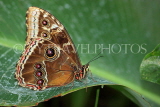 UK, Warwickshire, STRATFORD-UPON-AVON, Butterfly House, Morpho butterfly, UK25621JPL