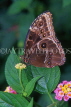 UK, Warwickshire, STRATFORD-UPON-AVON, Butterfly House, Morpho butterfly, UK7231JPL