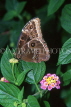 UK, Warwickshire, STRATFORD-UPON-AVON, Butterfly House, Morpho butterfly, closed wings, UK7156JPL