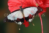 UK, Warwickshire, STRATFORD-UPON-AVON, Butterfly House, Swallowtail butterfly, UK25703JPL
