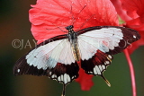 UK, Warwickshire, STRATFORD-UPON-AVON, Butterfly House, Swallowtail butterfly, UK25704JPL