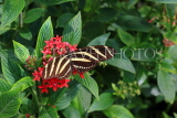 UK, Warwickshire, STRATFORD-UPON-AVON, Butterfly House, Zebra Longwing butterfly, UK25672JPL