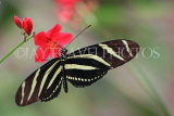 UK, Warwickshire, STRATFORD-UPON-AVON, Butterfly House, Zebra Longwing butterfly, UK25673JPL