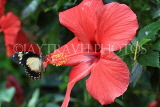 UK, Warwickshire, STRATFORD-UPON-AVON, Butterfly House, butterfly on Hibiscus flower, UK25694JPL
