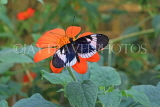UK, Warwickshire, STRATFORD-UPON-AVON, Butterfly House, tropical butterfly, UK25679JPL
