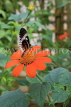 UK, Warwickshire, STRATFORD-UPON-AVON, Butterfly House, tropical butterfly, UK25680JPL
