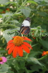 UK, Warwickshire, STRATFORD-UPON-AVON, Butterfly House, tropical butterfly, UK25683JPL