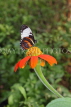 UK, Warwickshire, STRATFORD-UPON-AVON, Butterfly House, tropical butterfly, UK25684JPL
