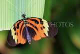 UK, Warwickshire, STRATFORD-UPON-AVON, Butterfly House, tropical butterfly, UK25685JPL