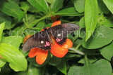 UK, Warwickshire, STRATFORD-UPON-AVON, Butterfly House, tropical butterfly, UK25687JPL