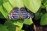 UK, Warwickshire, STRATFORD-UPON-AVON, Butterfly House, tropical butterfly, UK25688JPL
