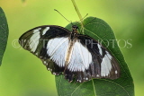 UK, Warwickshire, STRATFORD-UPON-AVON, Butterfly House, tropical butterfly, UK25695JPL