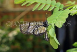 UK, Warwickshire, STRATFORD-UPON-AVON, Butterfly House, tropical butterfly, UK25696JPL