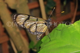 UK, Warwickshire, STRATFORD-UPON-AVON, Butterfly House, tropical butterfly, UK25699JPL