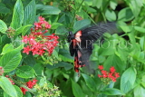 UK, Warwickshire, STRATFORD-UPON-AVON, Butterfly House, tropical butterfly in flight, UK25690JPL