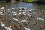 UK, Warwickshire, STRATFORD-UPON-AVON, River Avon, Swans and Geese, UK25495JPL