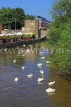 UK, Warwickshire, STRATFORD-UPON-AVON, River Avon, and swans, UK25496JPL