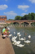 UK, Warwickshire, STRATFORD-UPON-AVON, River Avon, feeding the Swans, UK20241JPL