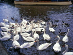 UK, Warwickshire, STRATFORD-UPON-AVON, Stratford Canal Basin, swans, UK5930JPL