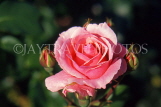 UK, Warwickshire, Stratford-Upon-Avon, Bancroft Gardens, pink Rose, UK7416JPL