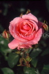 UK, Warwickshire, Stratford-Upon-Avon, Bancroft Gardens, pink Rose, UK7417JPL