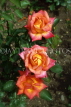 UK, Warwickshire, Stratford-Upon-Avon, Bancroft Gardens, three orange Roses, UK7419JPL