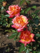 UK, Warwickshire, Stratford-Upon-Avon, Bancroft Gardens, three orange Roses, UK7420JPL
