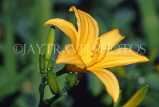 UK, Warwickshire, Stratford-Upon-Avon, Bancroft Gardens, yellow Aurelian Lily, UK7431JPL