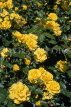 UK, Warwickshire, Stratford-Upon-Avon, Bancroft Gardens, yellow Rose bush, UK7418JPL